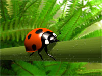 Coccinelle