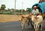 Cows towing a cart